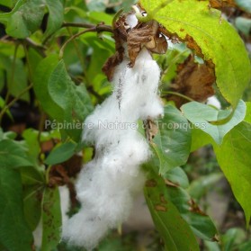 Gossypium herbaceum - Coton