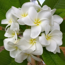 Plumeria rubra 'Scentsational' - Frangipanier blanc à cœur jaune