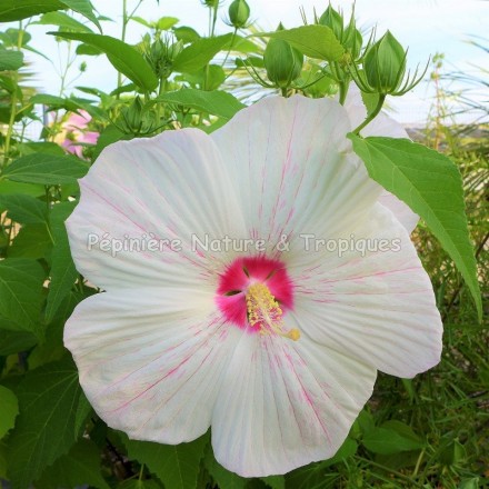 Hibiscus x moscheutos 'Peppermint Flare' - Hibiscus rustique blanc et rose