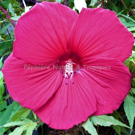 Hibiscus x moscheutos 'Fire Ball'