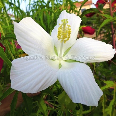 Hibiscus coccineus 'Alba' - Hibiscus rustique blanc