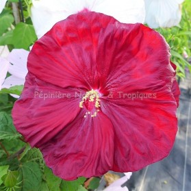 Hibiscus x moscheutos 'Robert Fleming'