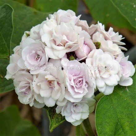 Clerodendrum fragrans - Clerodendron fragrans