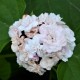 Clerodendrum fragrans 'Flore Pleno' - Clerodendron Blanc et Rose
