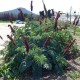 Melianthus major