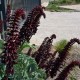 Melianthus major