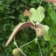 Aristolochia labiata