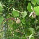 Aristolochia labiata