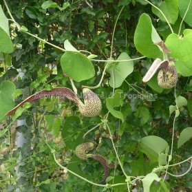 Aristolochia labiata