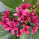 Plumeria rubra 'Scott Pratt' - Frangipanier Pourpre