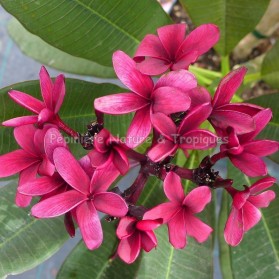 Plumeria rubra 'Scott Pratt' - Frangipanier Pourpre