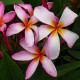 Plumeria rubra 'Melody' - Frangipanier rose et blanc