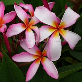 Plumeria rubra 'Melody' - Frangipanier rose et blanc