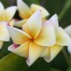 Plumeria rubra 'Honey Pot' - Frangipanier jaune et blanc
