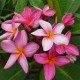 Plumeria rubra 'Rosy Dawn' - Frangipanier Rose et Blanc