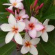 Plumeria rubra 'Magenta Powder'