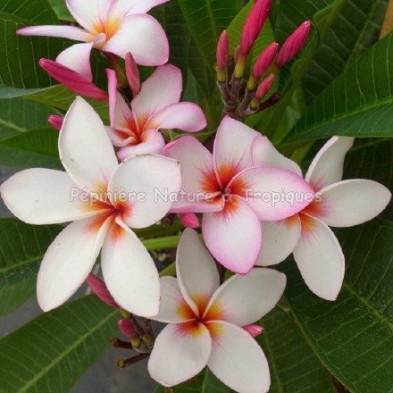 Plumeria rubra 'Magenta Powder'