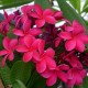 Plumeria rubra 'Valentine'