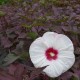 Hibiscus x moscheutos 'Crown Jewel'