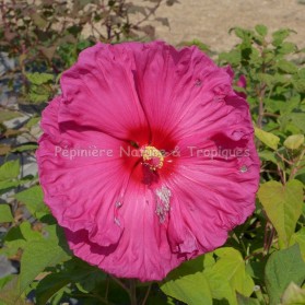 Hibiscus x moscheutos 'Jazzberry Jam'