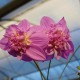 Dahlia imperialis 'Double Or Nothing' - Dahlia double mauve