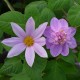 Dahlia imperialis 'Double Or Nothing' - Dahlia double mauve