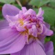 Dahlia imperialis 'Double Or Nothing' - Dahlia double mauve