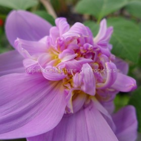 Dahlia imperialis 'Double Or Nothing' - Dahlia double mauve