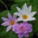 Dahlia imperialis 'Double Or Nothing' - Dahlia double mauve