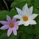 Dahlia imperialis 'Alba' -Dahlia blanc