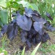 Colocasia esculenta 'Black Coral'