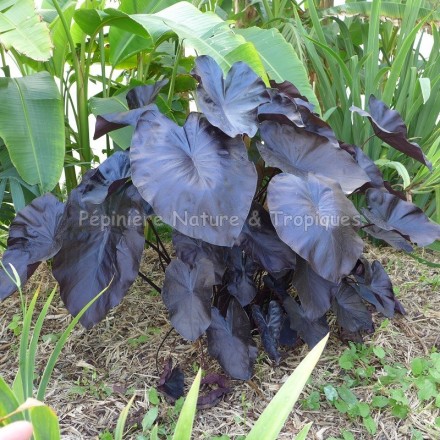 Colocasia esculenta 'Black Coral'