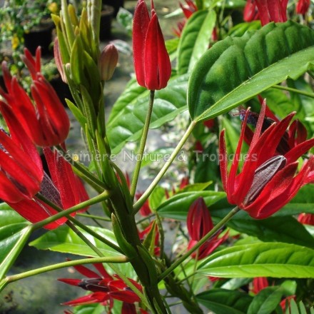 Pavonia multiflora