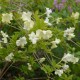 Brunfelsia lactea