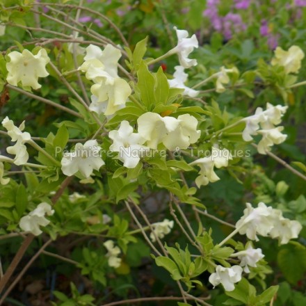 Brunfelsia lactea