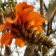 Erythrina caffra - Erythrine caffre