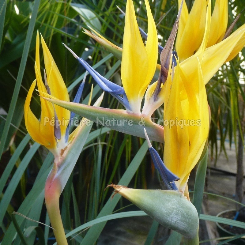 Mandelas Gold Oiseau de paradis jaune SAFLAX 4 graines Strelitzia reginae Yellow Kit cadeau