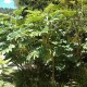 Tetrapanax papyrifer 'Rex'
