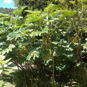 Tetrapanax papyrifer 'Rex'