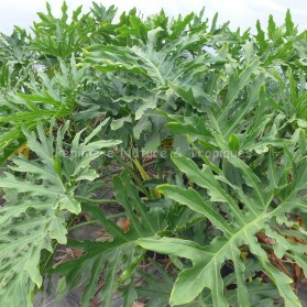 Philodendron selloum 