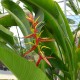 Heliconia schiedeana - Balisier