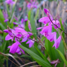 Bletilla striata - Orchidée Rustique