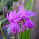 Bletilla striata - Orchidée Rustique