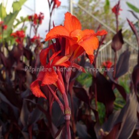 Canna x Australia- Canna au feuillage pourpre