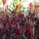 Canna x Australia- Canna au feuillage pourpre