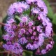 Eupatorium sordidum