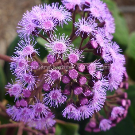 Eupatorium sordidum