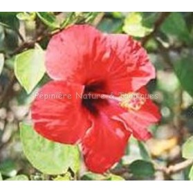 Hibiscus sabdariffa - Bissap ou Karkadé