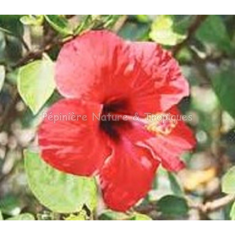 Hibiscus sabdariffa - Bissap ou Karkadé