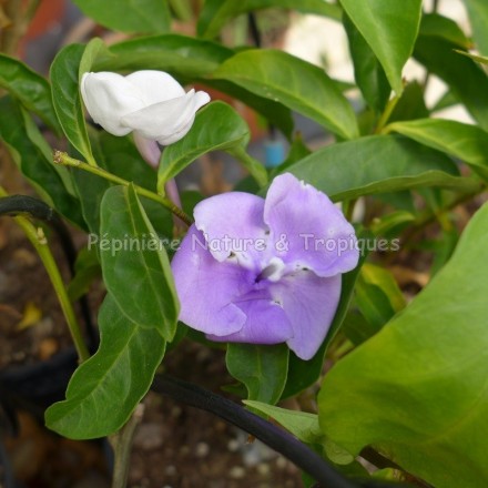 Brunfelsia grandiflora